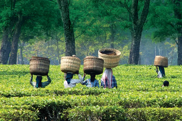 Assam tea garden picture